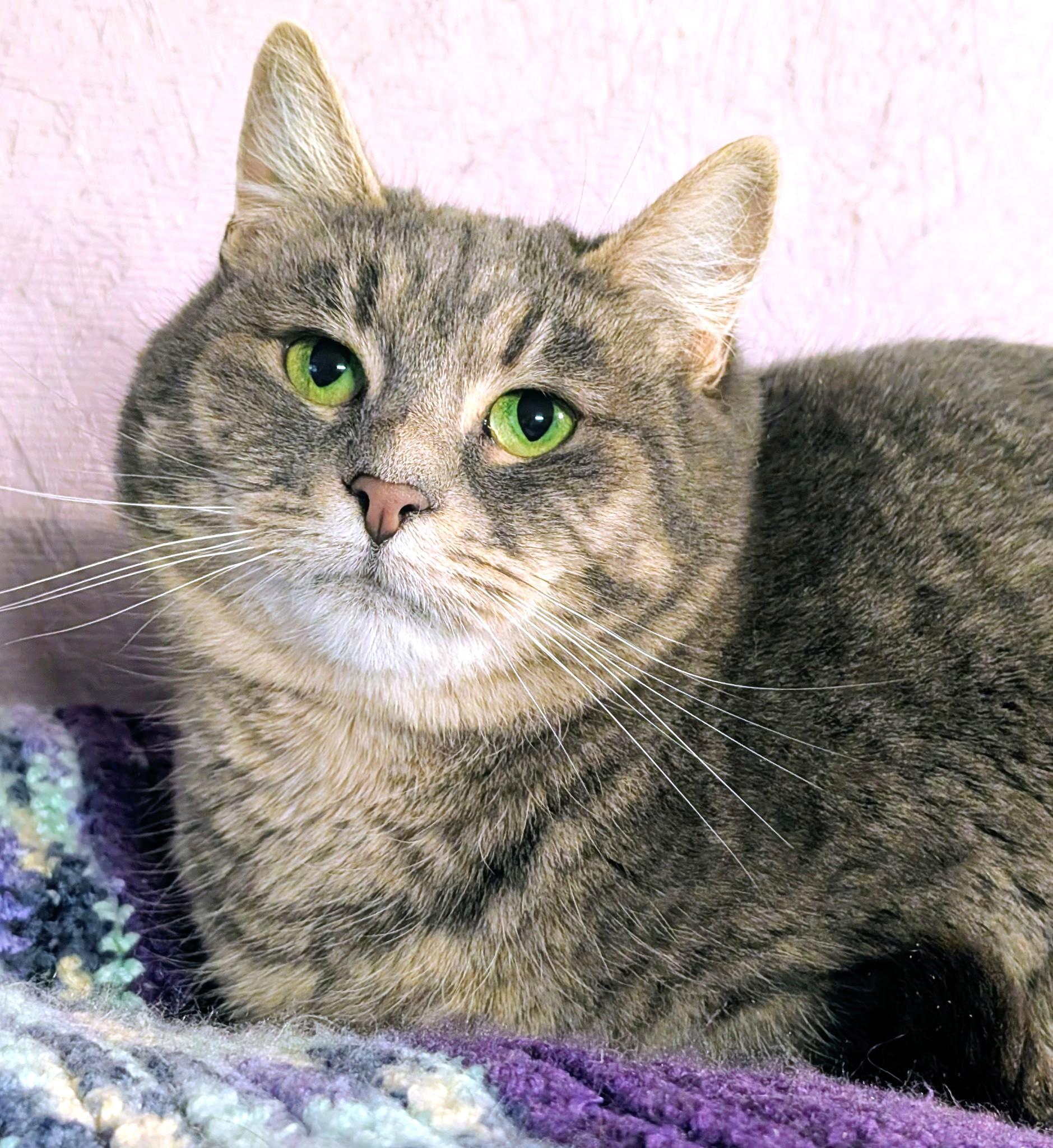 Enlarge Sarah: Sweetie Pie!, a ADOPTABLE Domestic Short Hair in Newport, WA image 6/6