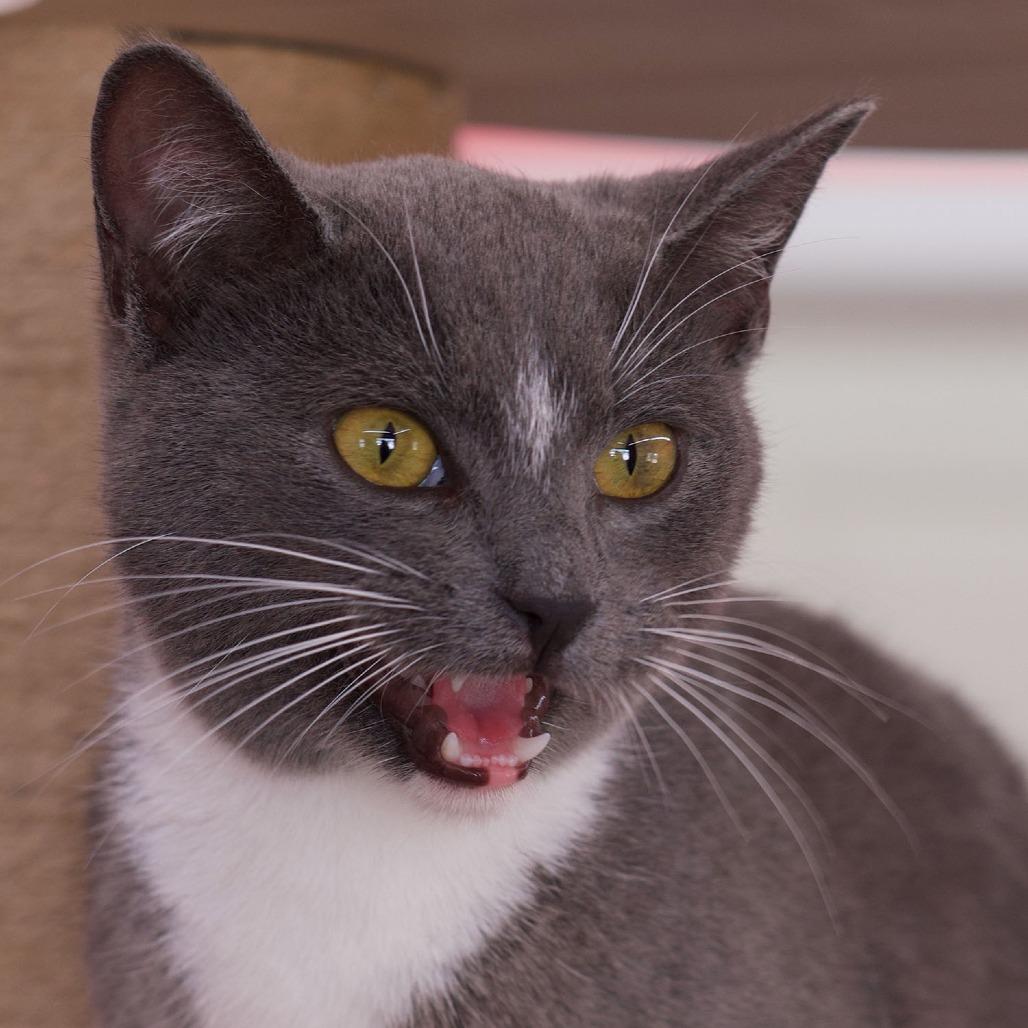 Enlarge Star, a Adoptable Domestic Short Hair in Morgan Hill, CA image 1/1