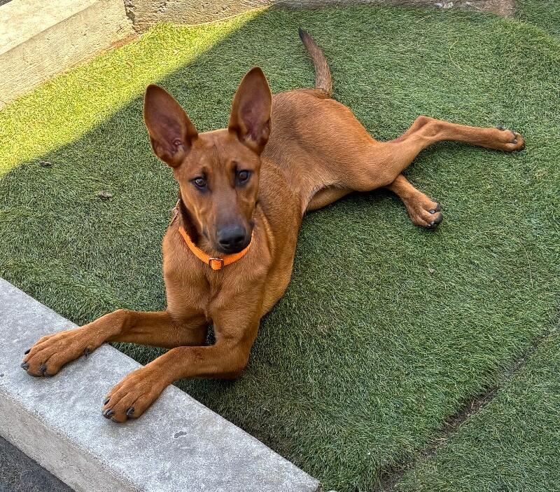 Cherry, a Adoptable mixed breed in Van Nuys, CA image 1/6