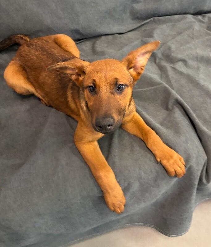 Cherry, Adoptable, Puppy Female German Pinscher & Mixed Breed.