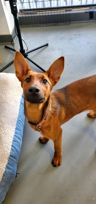 Cherry, a Adoptable mixed breed in Van Nuys, CA image 2/6