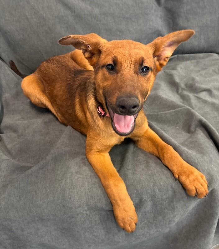 Cherry, a Adoptable mixed breed in Van Nuys, CA image 3/6