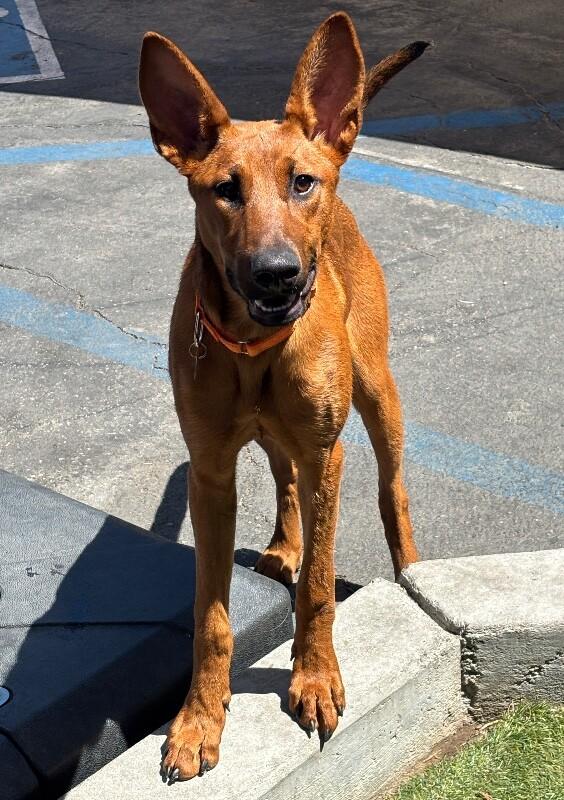 Cherry, a Adoptable mixed breed in Van Nuys, CA image 3/6