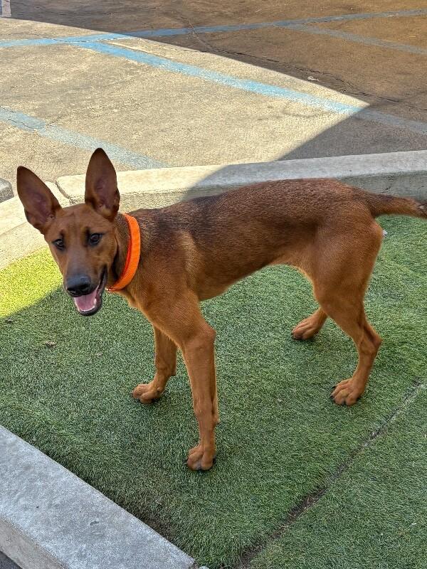 Cherry, a Adoptable mixed breed in Van Nuys, CA image 4/6