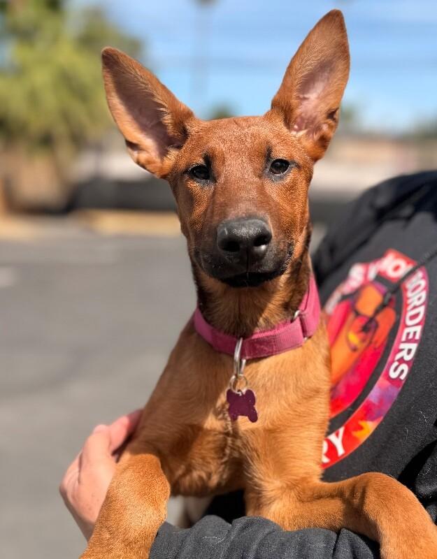Cherry, a Adoptable mixed breed in Van Nuys, CA image 4/6