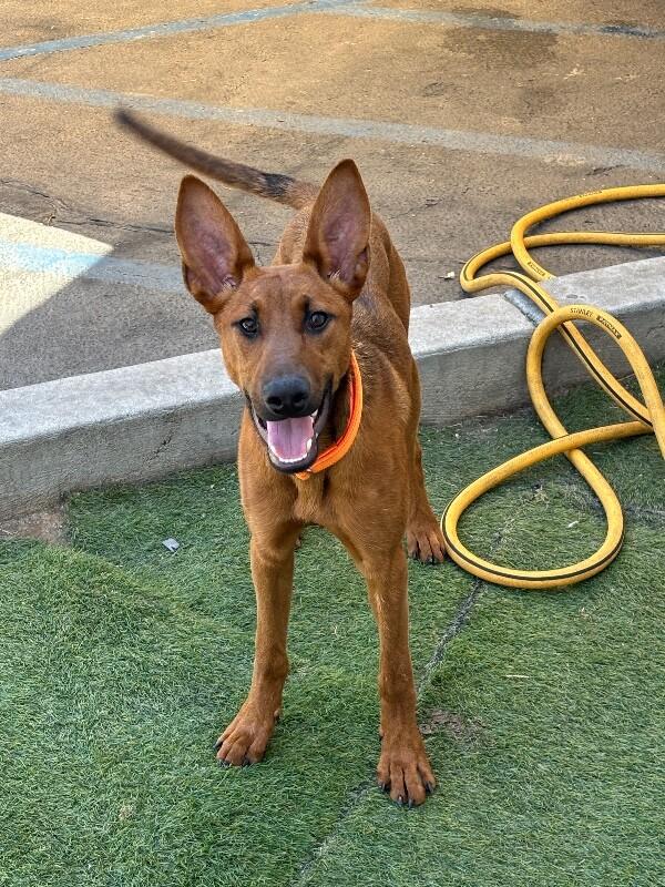 Cherry, a Adoptable mixed breed in Van Nuys, CA image 6/6