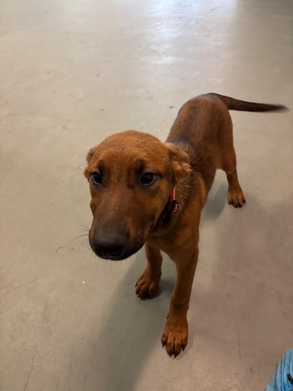 Cherry, a Adoptable mixed breed in Van Nuys, CA image 5/6