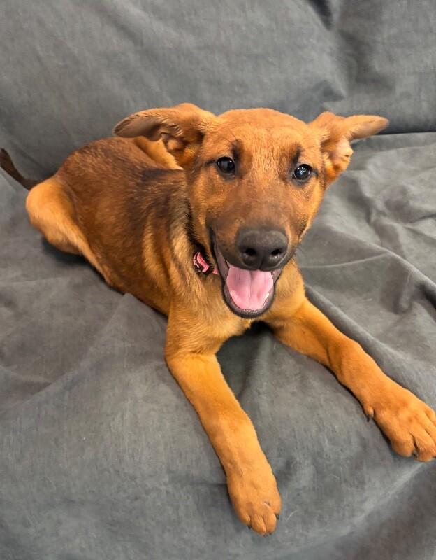 Cherry, a Adoptable mixed breed in Van Nuys, CA image 6/6