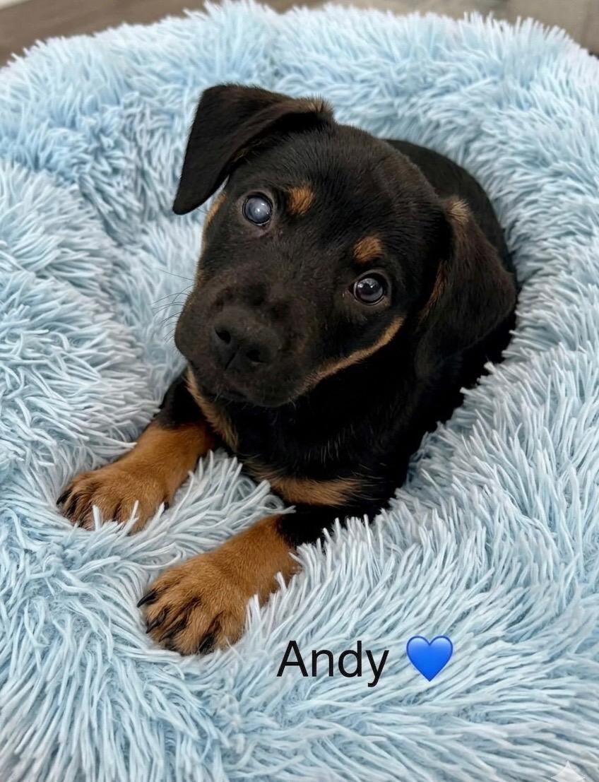 Andy, adopted, Puppy Male Dachshund & Terrier.