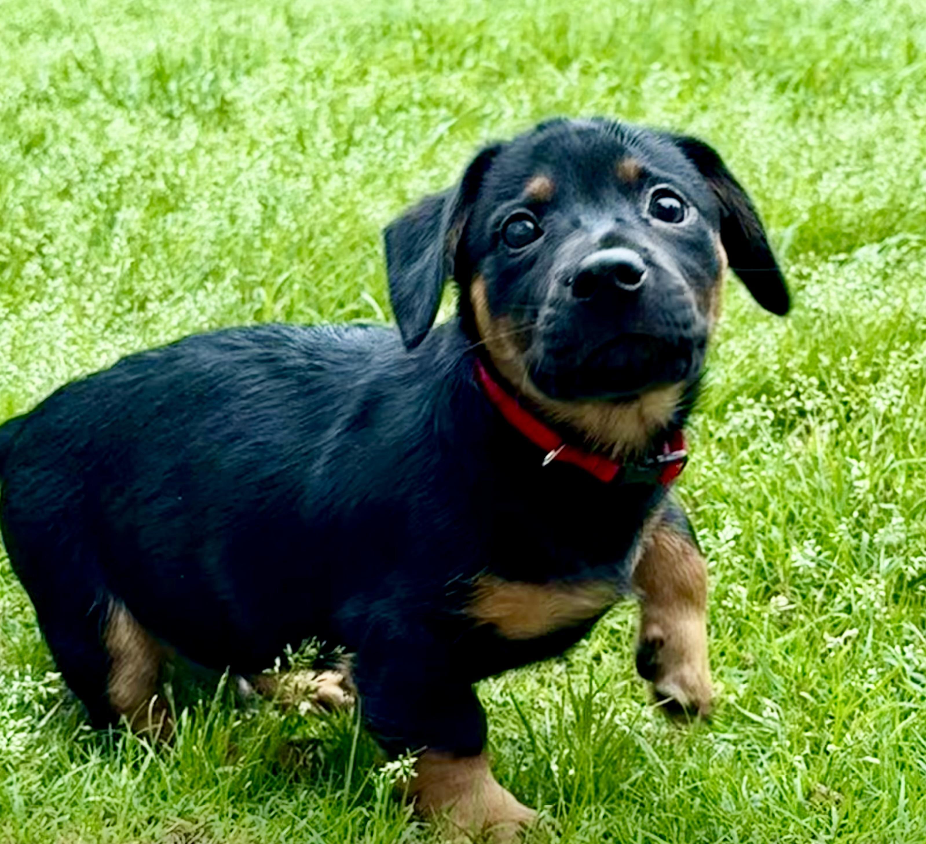 Andy, an adopted mixed breed in Rockwall, TX image 2/6