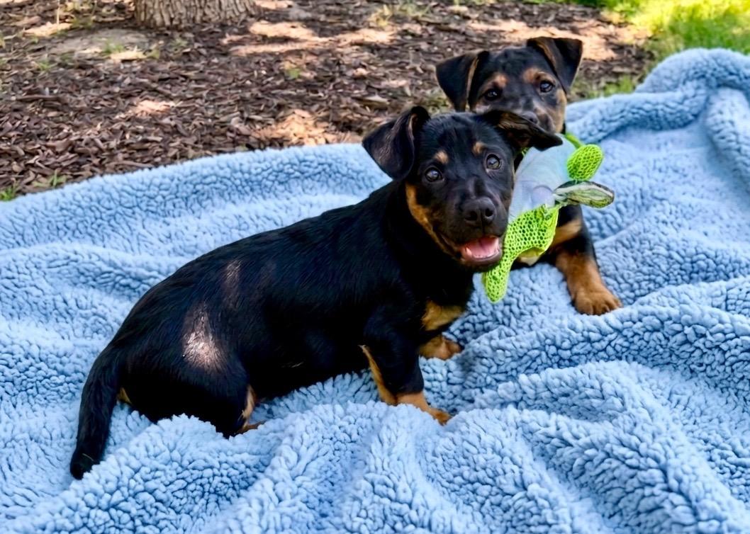 Andy, an adopted mixed breed in Rockwall, TX image 6/6