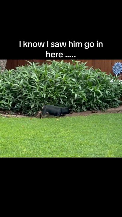 Enlarge Andy, an adopted mixed breed in Rockwall, TX video 5/6