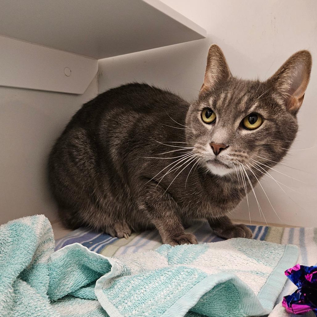 Enlarge Alfred, a Adoptable Domestic Short Hair in Los Angeles, CA image 1/1