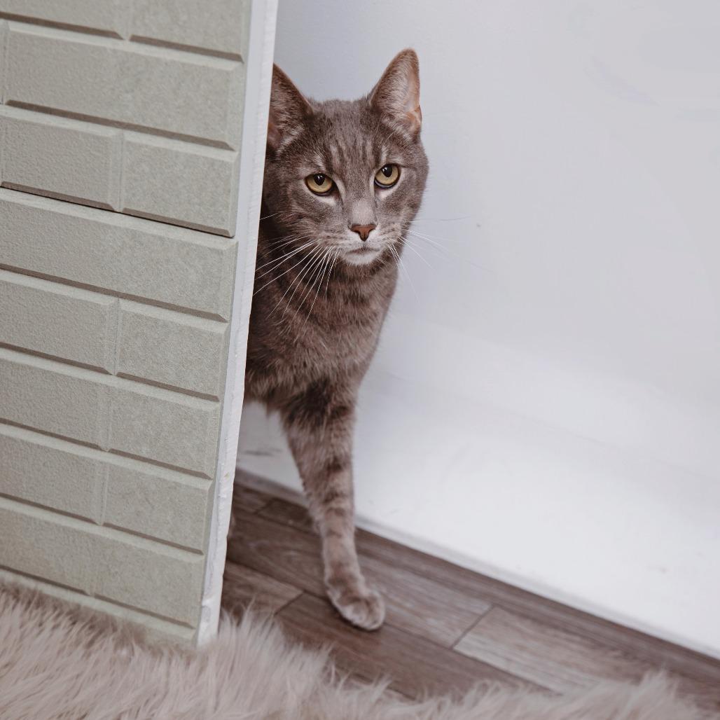 Enlarge Alfred, a Adoptable Domestic Short Hair in Los Angeles, CA image 1/1