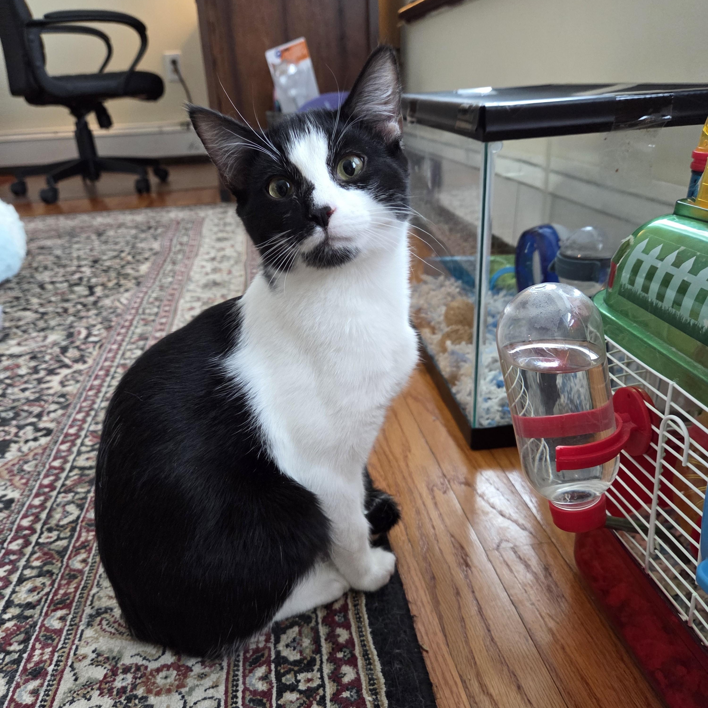 Rudolph — thumbnail 3