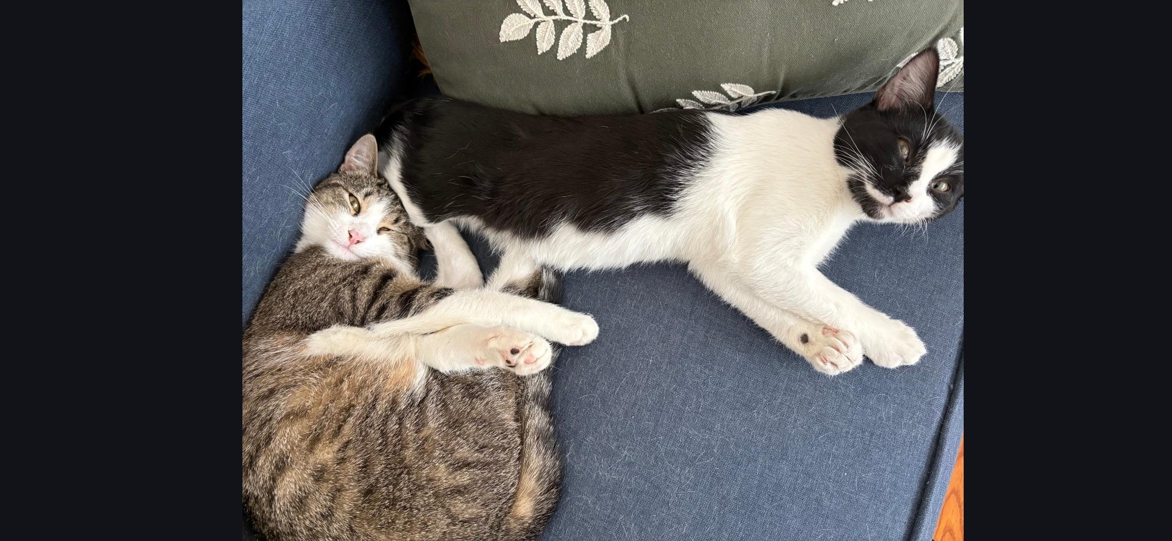 Rudolph — thumbnail 5