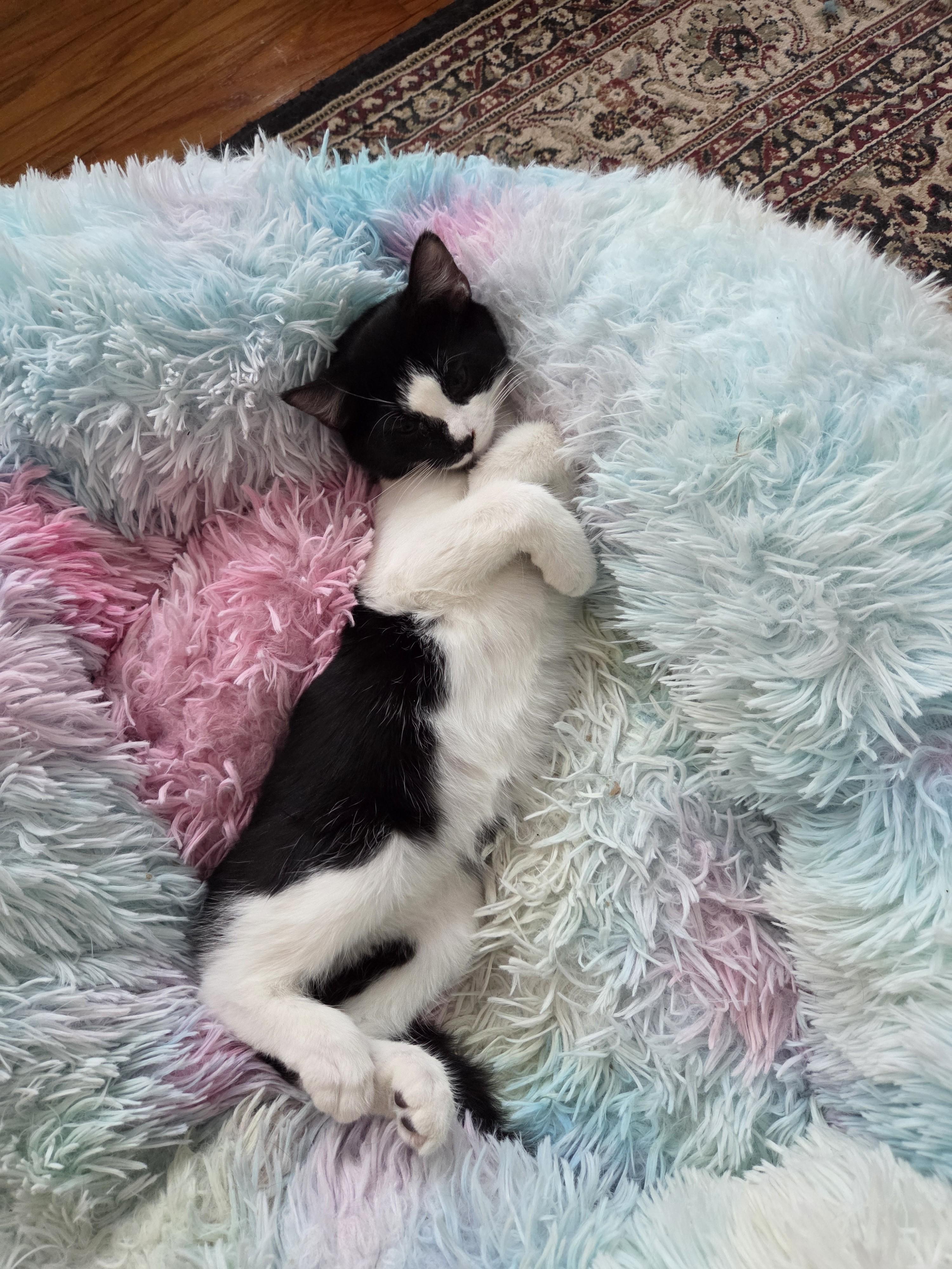 Rudolph — thumbnail 6