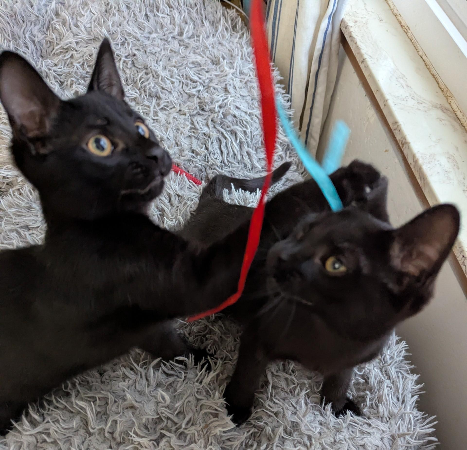 Pugsley and Wednesday, a Adoptable Domestic Short Hair in Keego Harbor, MI image 1/5