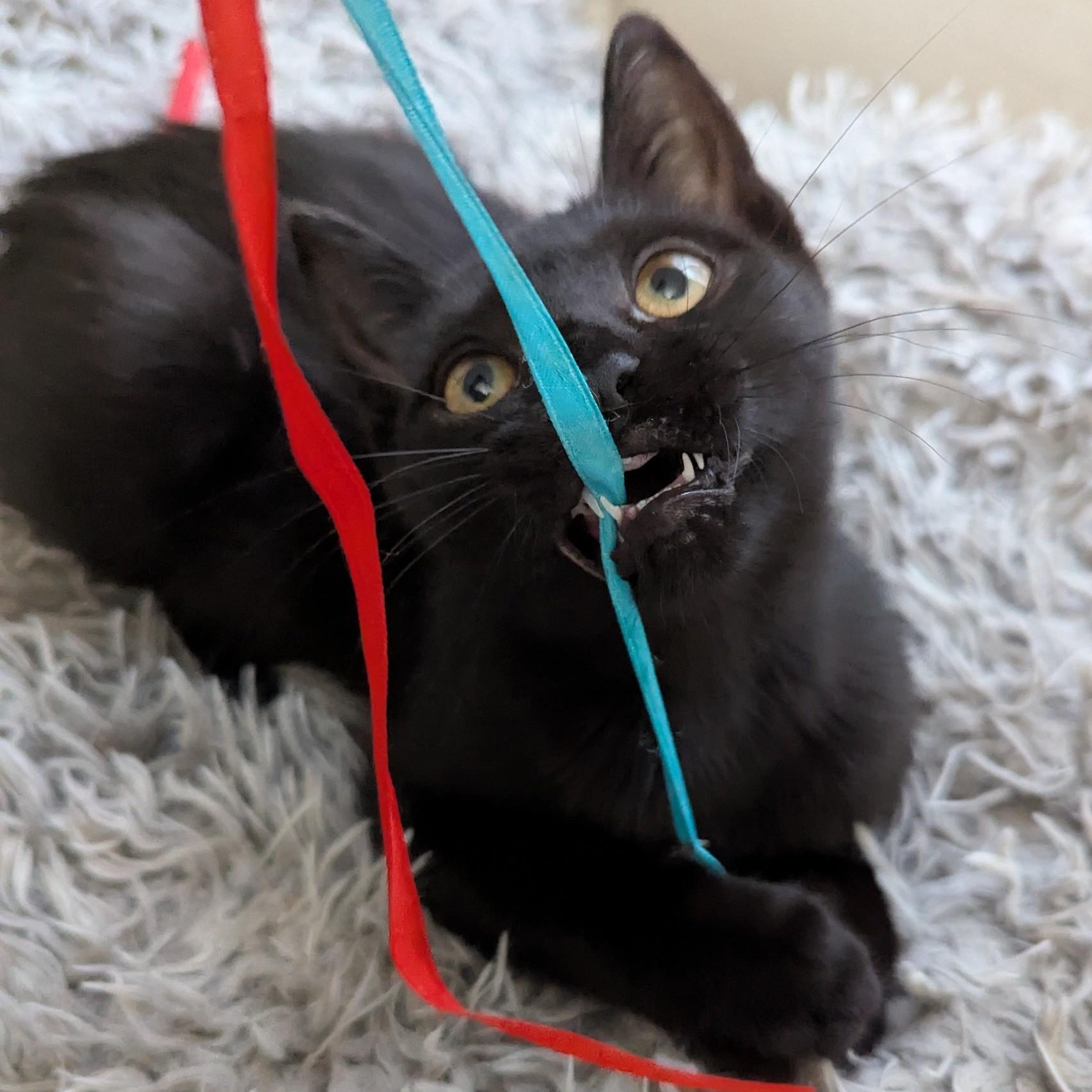 Pugsley and Wednesday, a Adoptable Domestic Short Hair in Keego Harbor, MI image 2/5