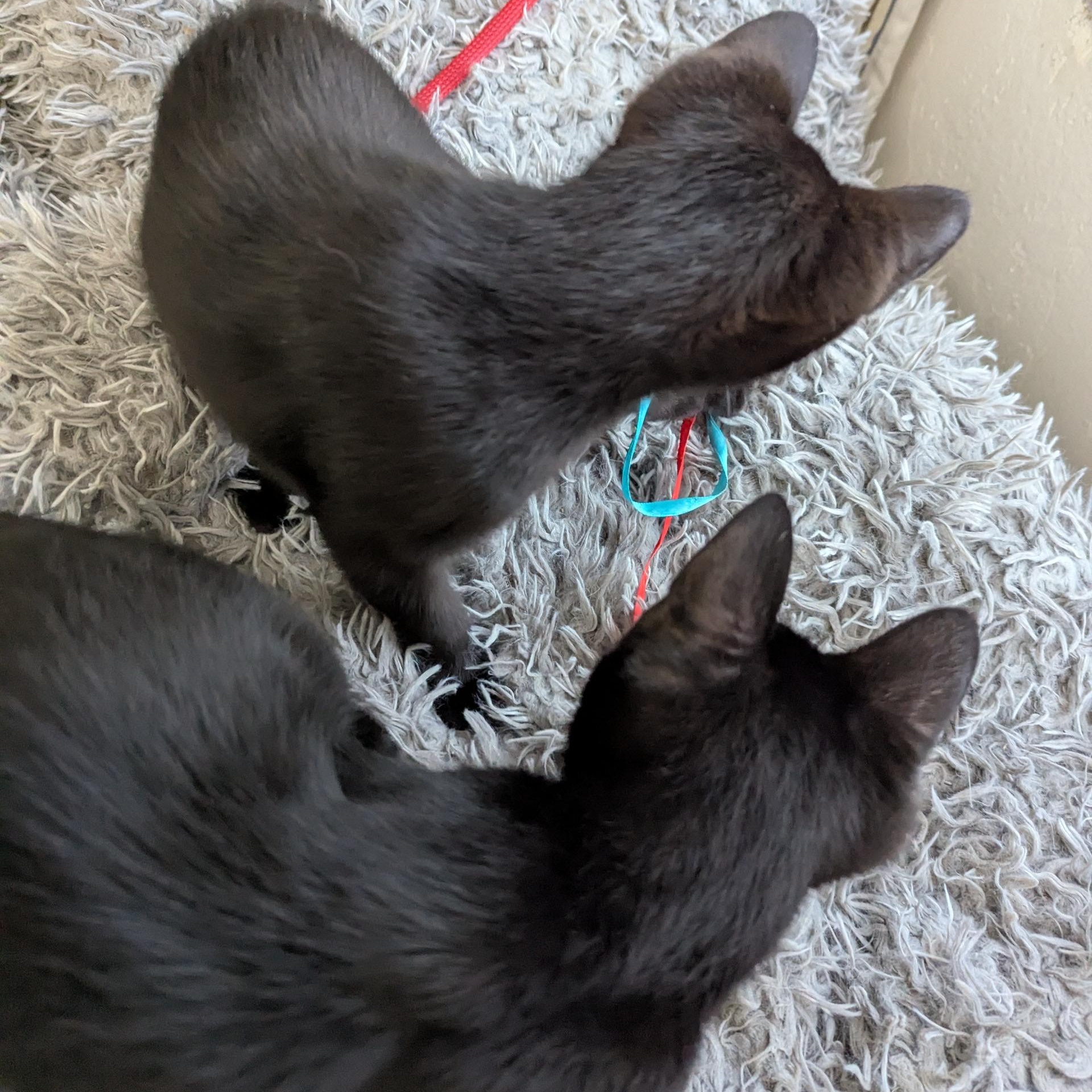 Pugsley and Wednesday, a Adoptable Domestic Short Hair in Keego Harbor, MI image 3/5