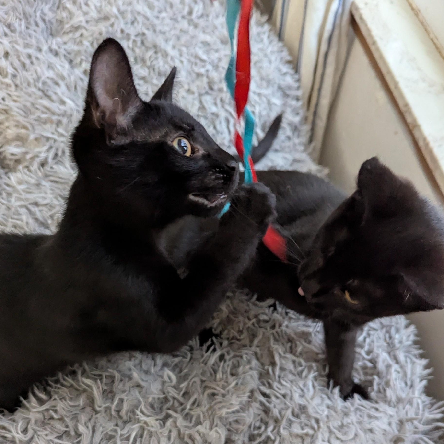 Pugsley and Wednesday, a Adoptable Domestic Short Hair in Keego Harbor, MI image 4/5