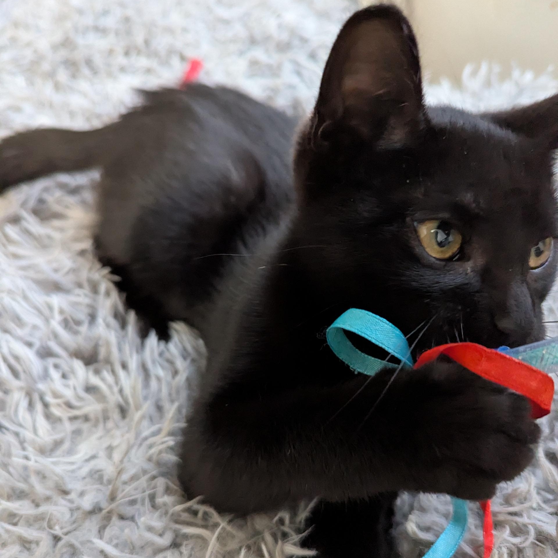 Pugsley and Wednesday, a Adoptable Domestic Short Hair in Keego Harbor, MI image 5/5
