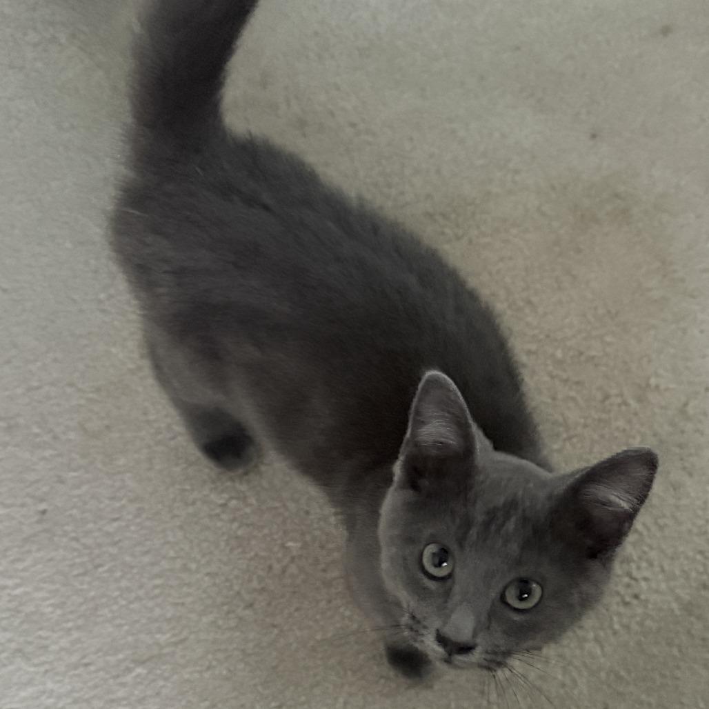 Enlarge Carl Wheezer, a Adoptable Domestic Short Hair in Abbotsford, BC image 2/6