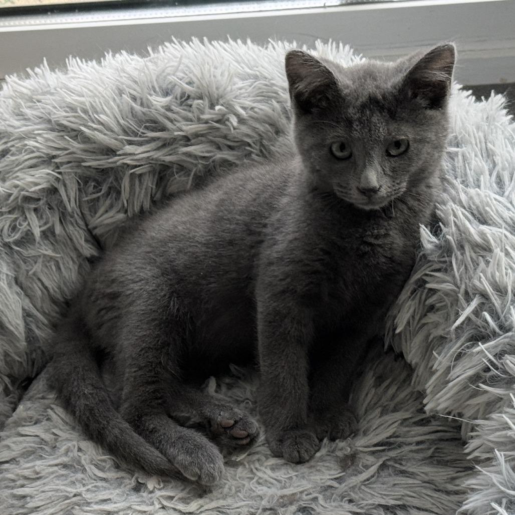 Enlarge Carl Wheezer, a Adoptable Domestic Short Hair in Abbotsford, BC image 3/6