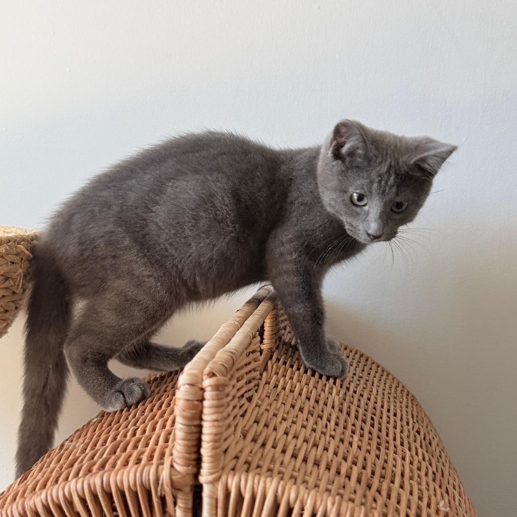 Enlarge Carl Wheezer, a Adoptable Domestic Short Hair in Abbotsford, BC image 4/6