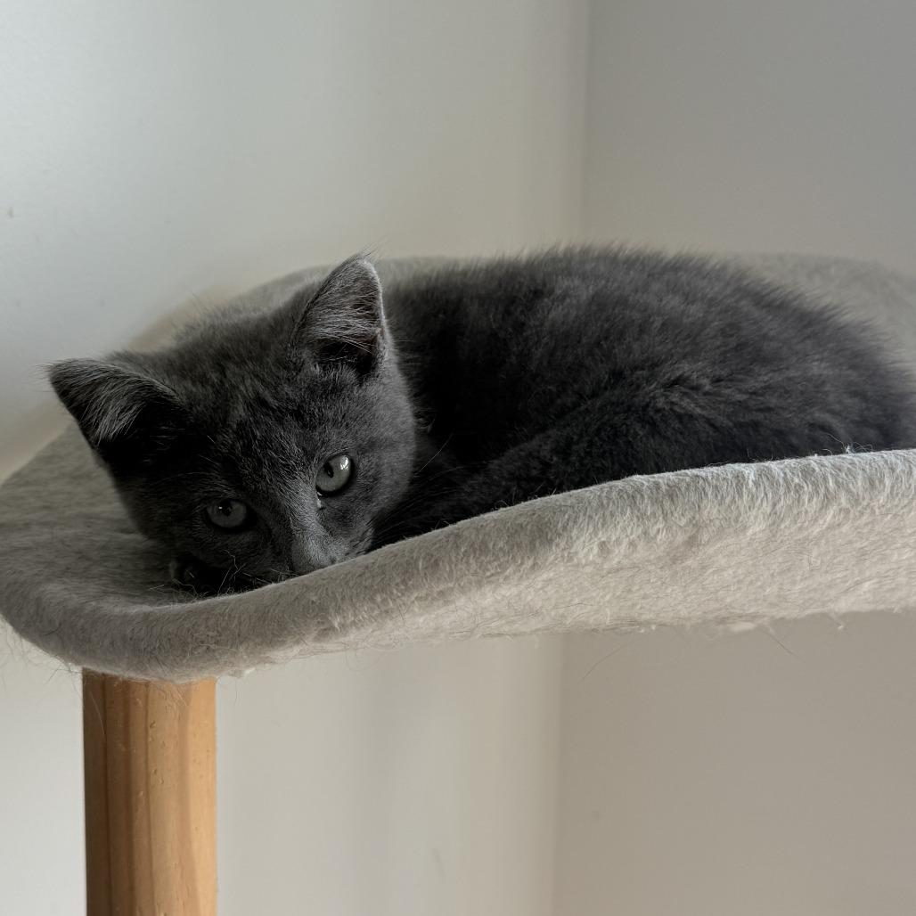 Enlarge Carl Wheezer, a Adoptable Domestic Short Hair in Abbotsford, BC image 5/6