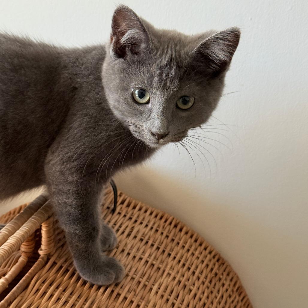 Enlarge Carl Wheezer, a Adoptable Domestic Short Hair in Abbotsford, BC image 6/6