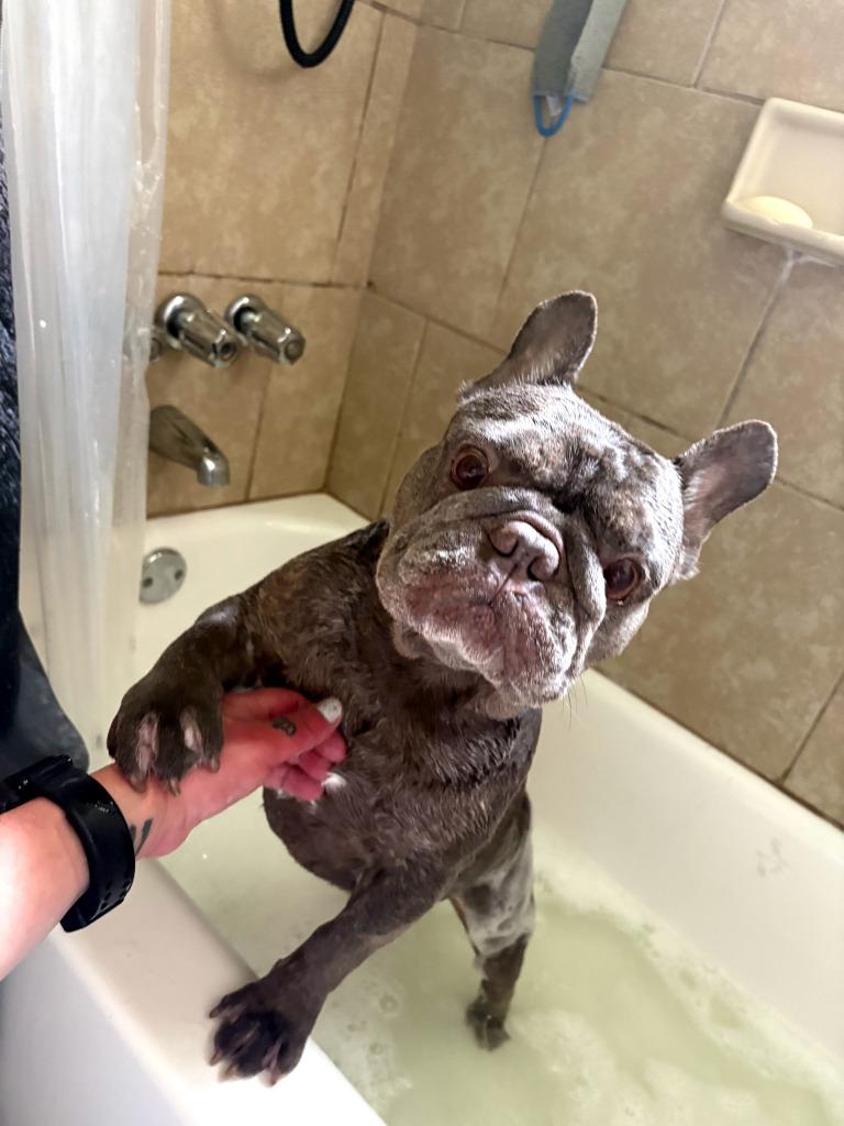 Enlarge Stitch, a Adoptable French Bulldog in Darien, GA image 2/4
