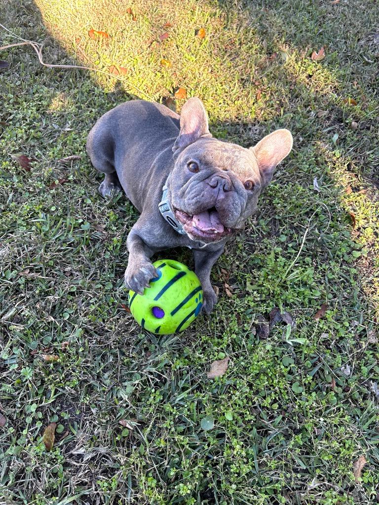 Enlarge Stitch, a Adoptable French Bulldog in Darien, GA image 3/4