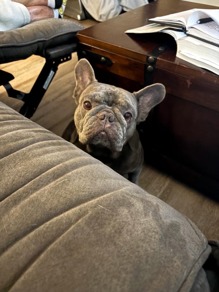 Enlarge Stitch, a Adoptable French Bulldog in Darien, GA image 4/4