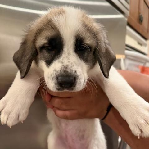 Katara, ADOPTABLE, Puppy Female Anatolian Shepherd.