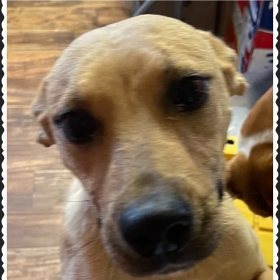 Harmony, an adoptable Mixed Breed in Canyon, TX, 79015 | Photo Image 1