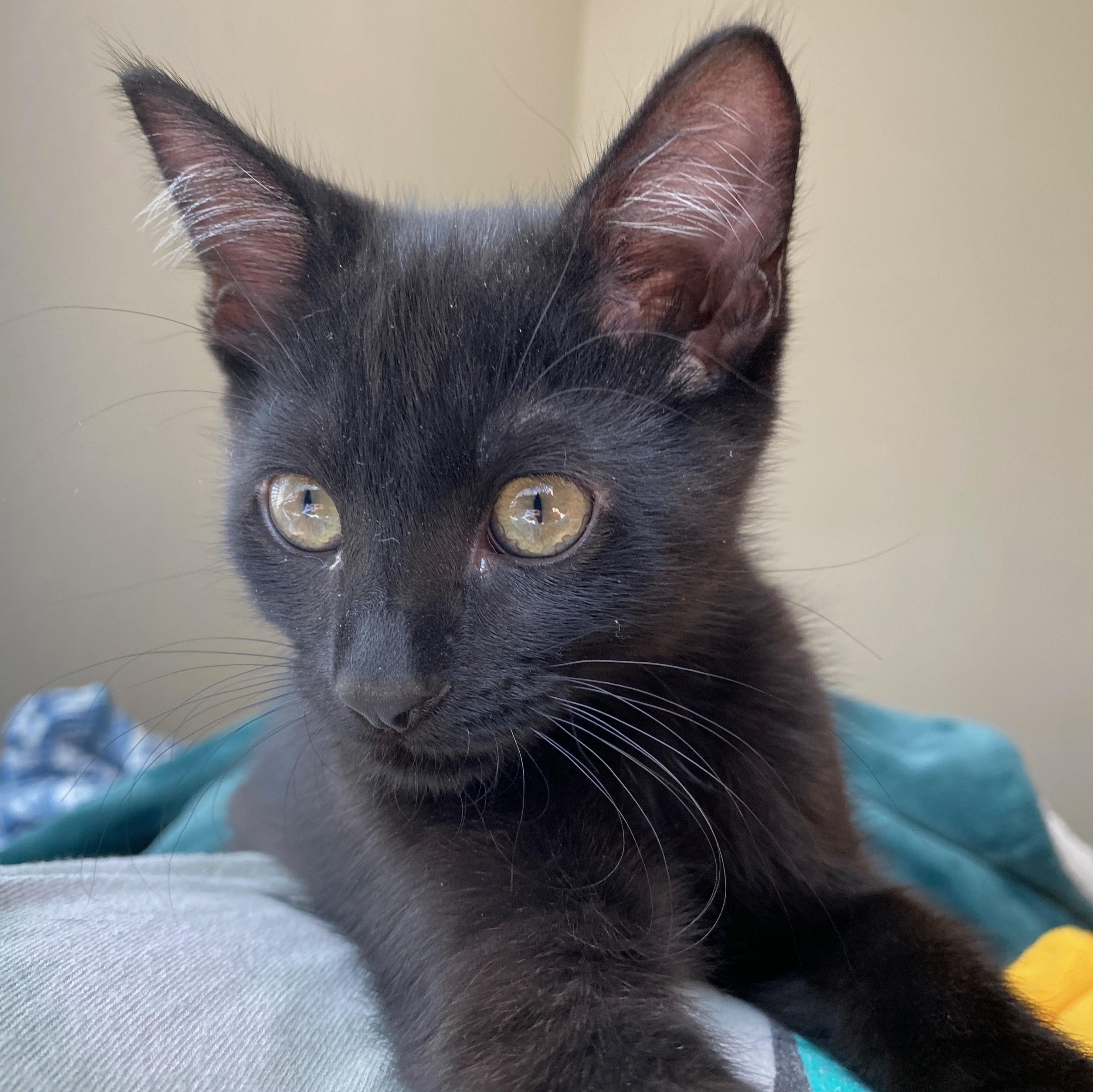 Rat, Adoptable, Young Female Domestic Short Hair.