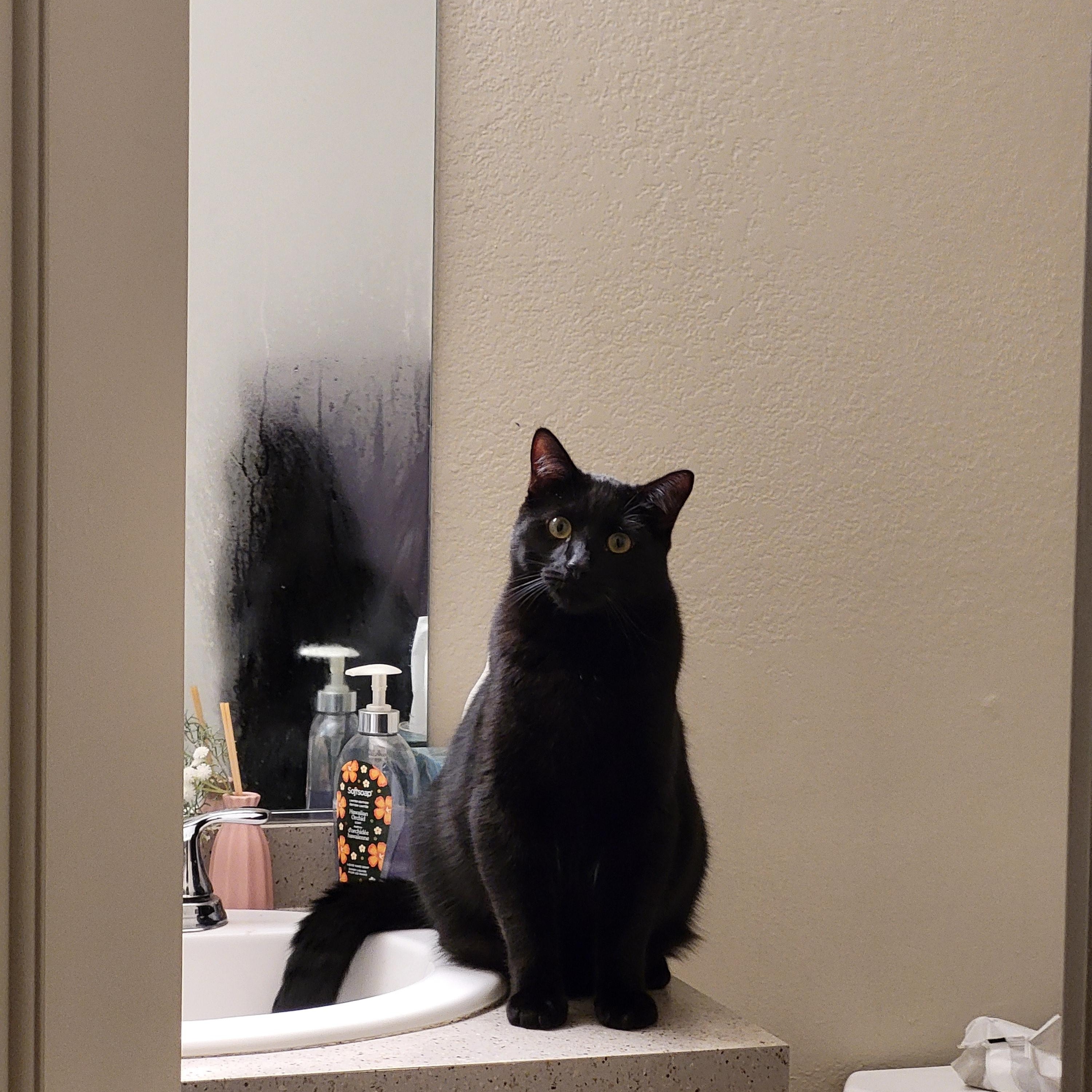 Rat, Adoptable, Kitten Male Domestic Short Hair.