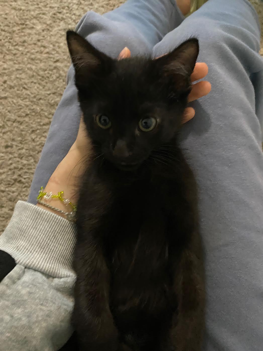 Enlarge Rat, a Adoptable Domestic Short Hair in Davis, CA image 2/3