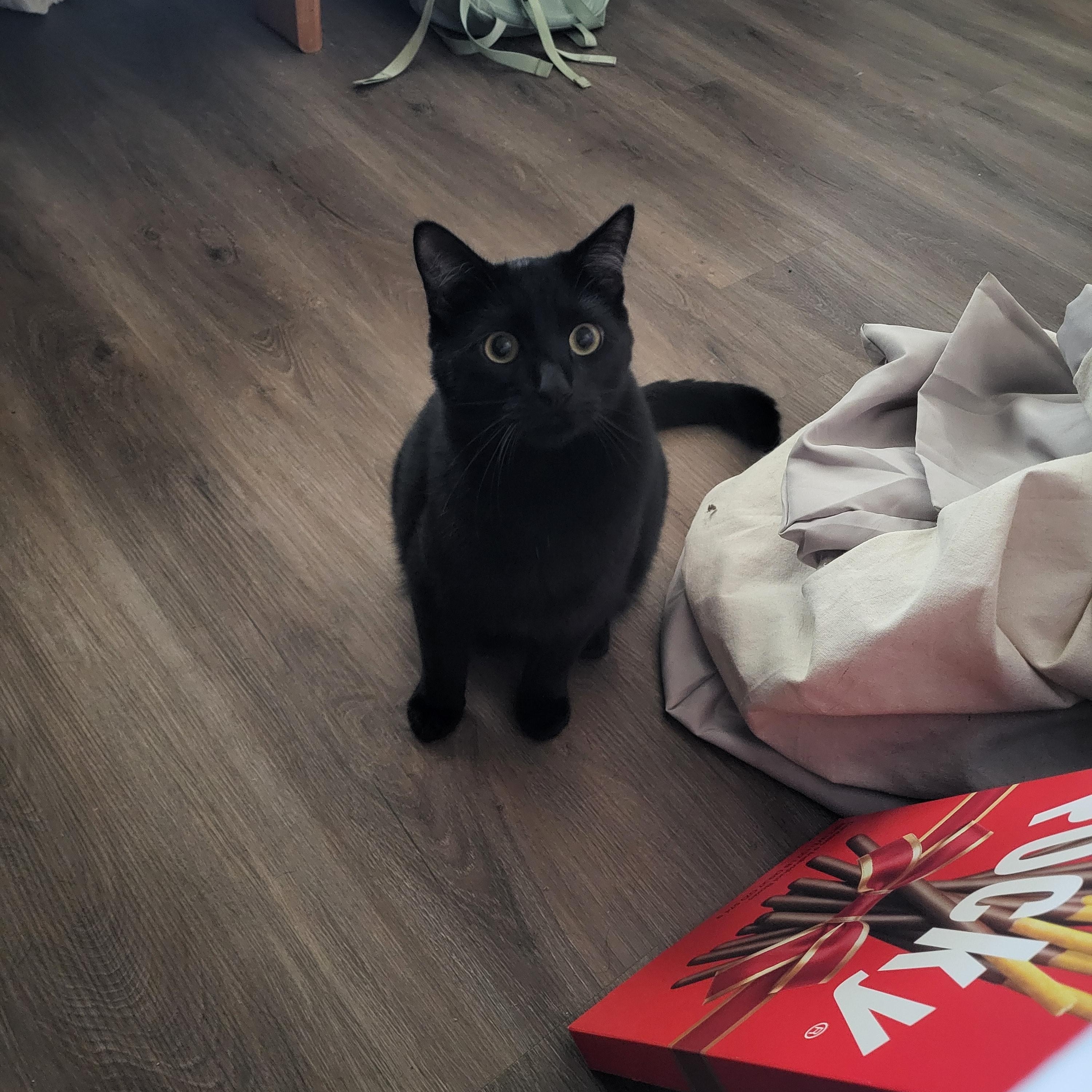 Enlarge Rat, a Adoptable Domestic Short Hair in Davis, CA image 5/5