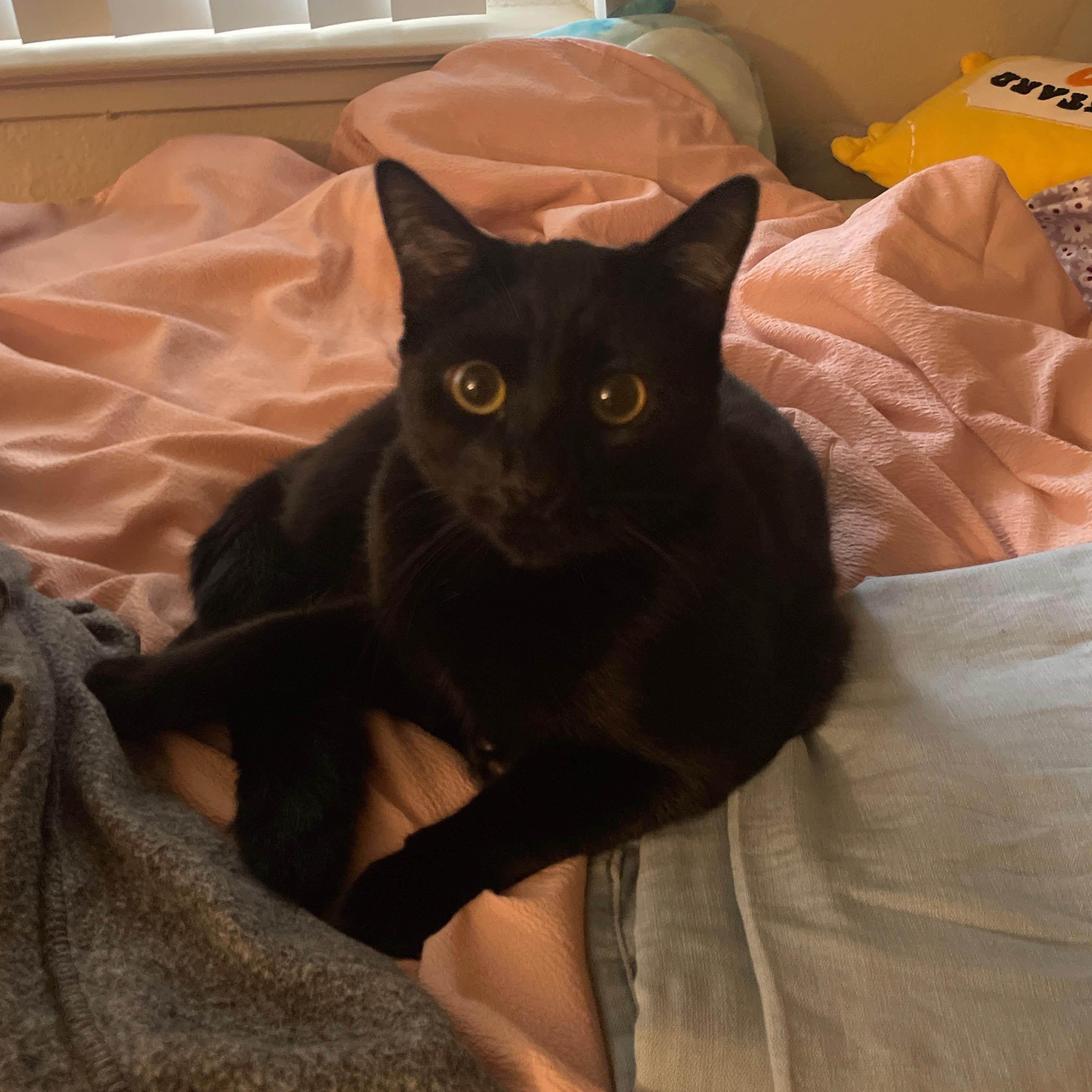 Enlarge Rat, a Adoptable Domestic Short Hair in Davis, CA image 2/5