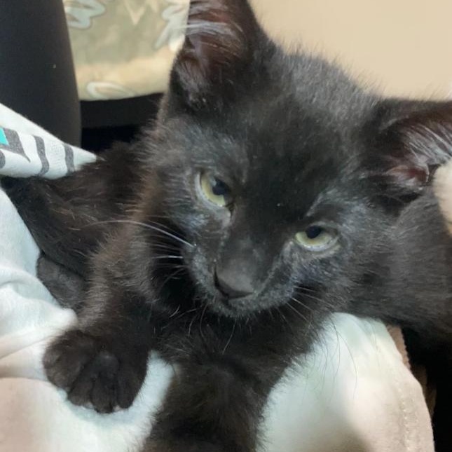 Enlarge Rat, a Adoptable Domestic Short Hair in Davis, CA image 3/3