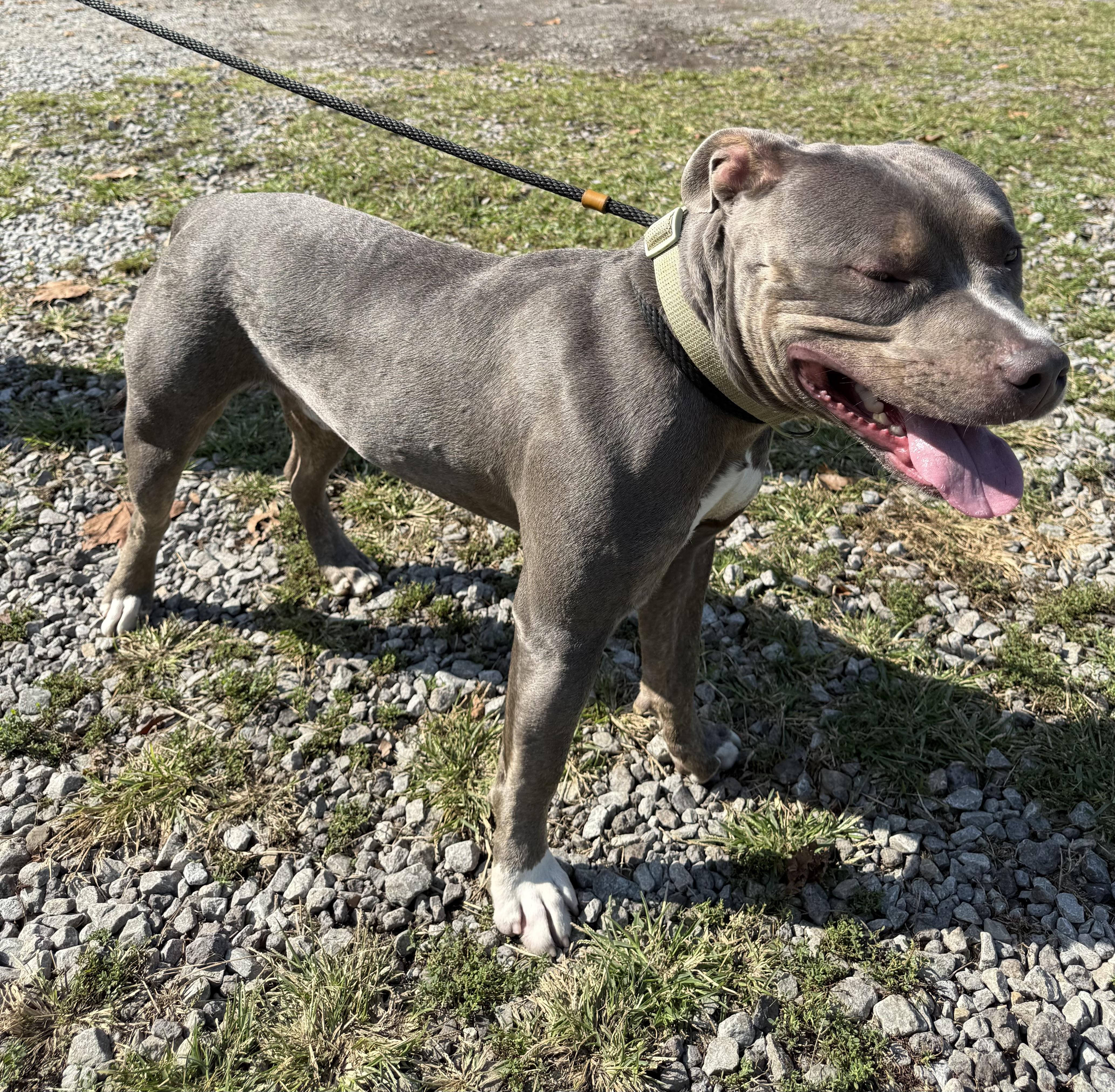 Felix, Adoptable, Adult Male Pit Bull Terrier.