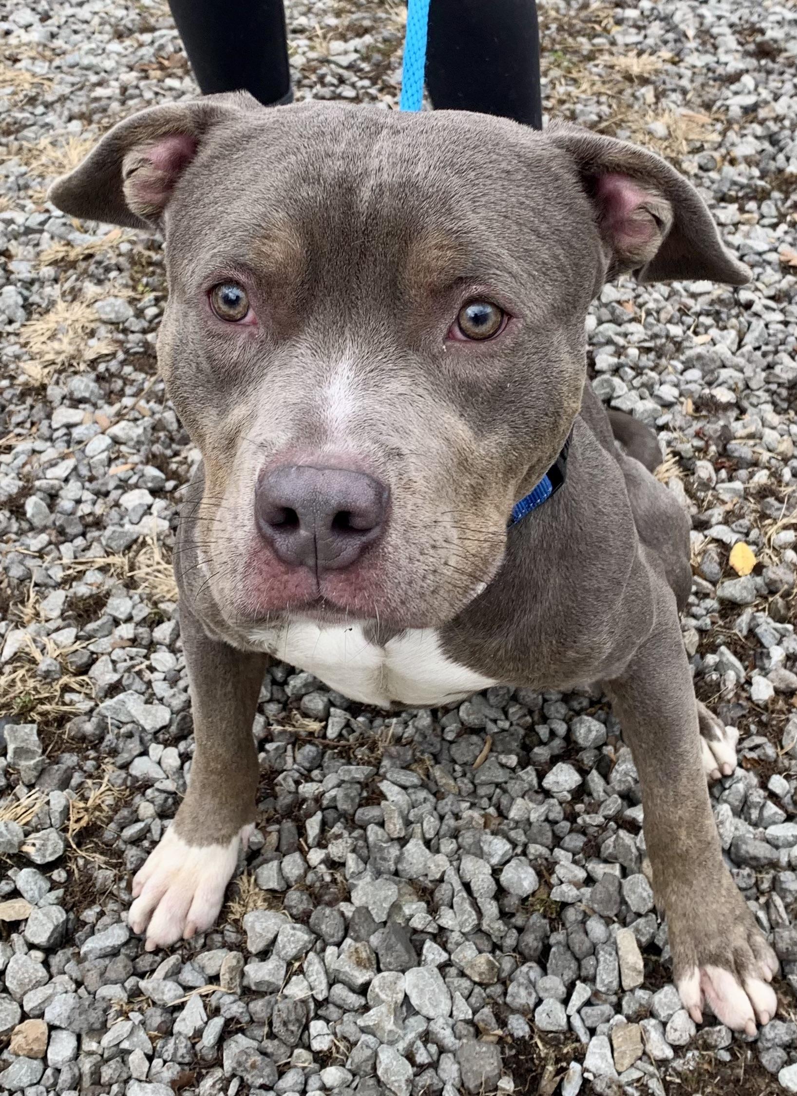 Enlarge Felix, a Adoptable Pit Bull Terrier in McKeesport, PA image 2/6