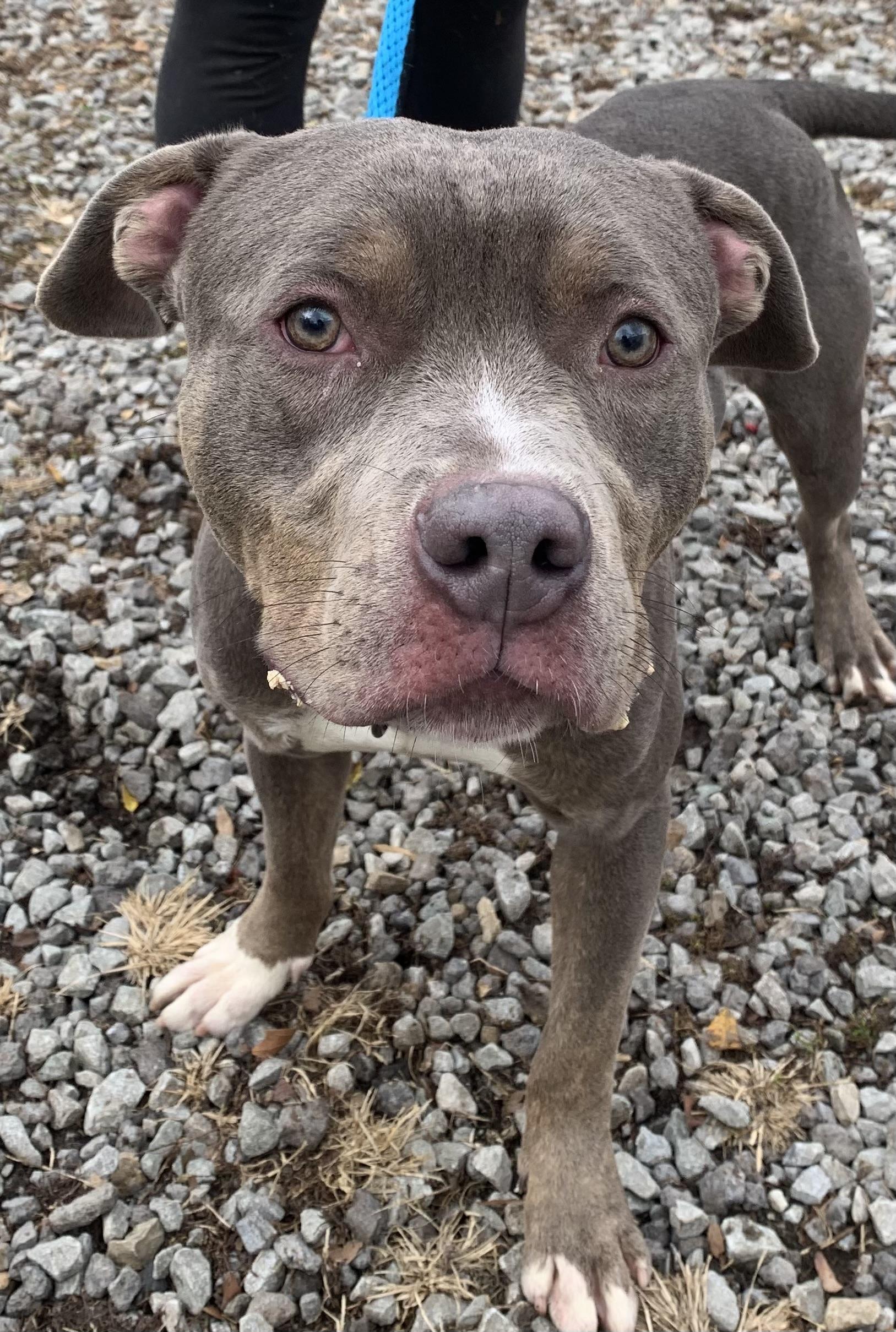 Enlarge Felix, a Adoptable Pit Bull Terrier in McKeesport, PA image 3/6