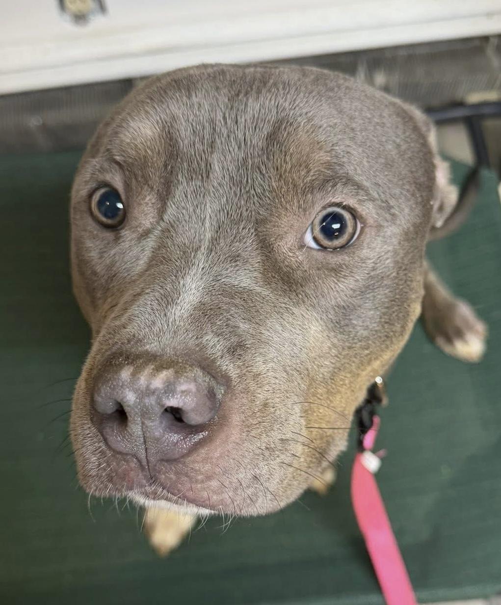Felix, a Adoptable Pit Bull Terrier in McKeesport, PA image 5/6