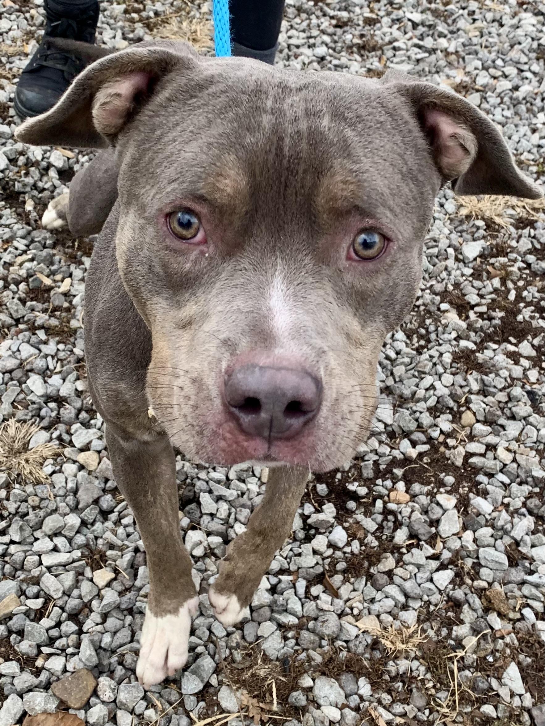 Enlarge Felix, a Adoptable Pit Bull Terrier in McKeesport, PA image 4/6