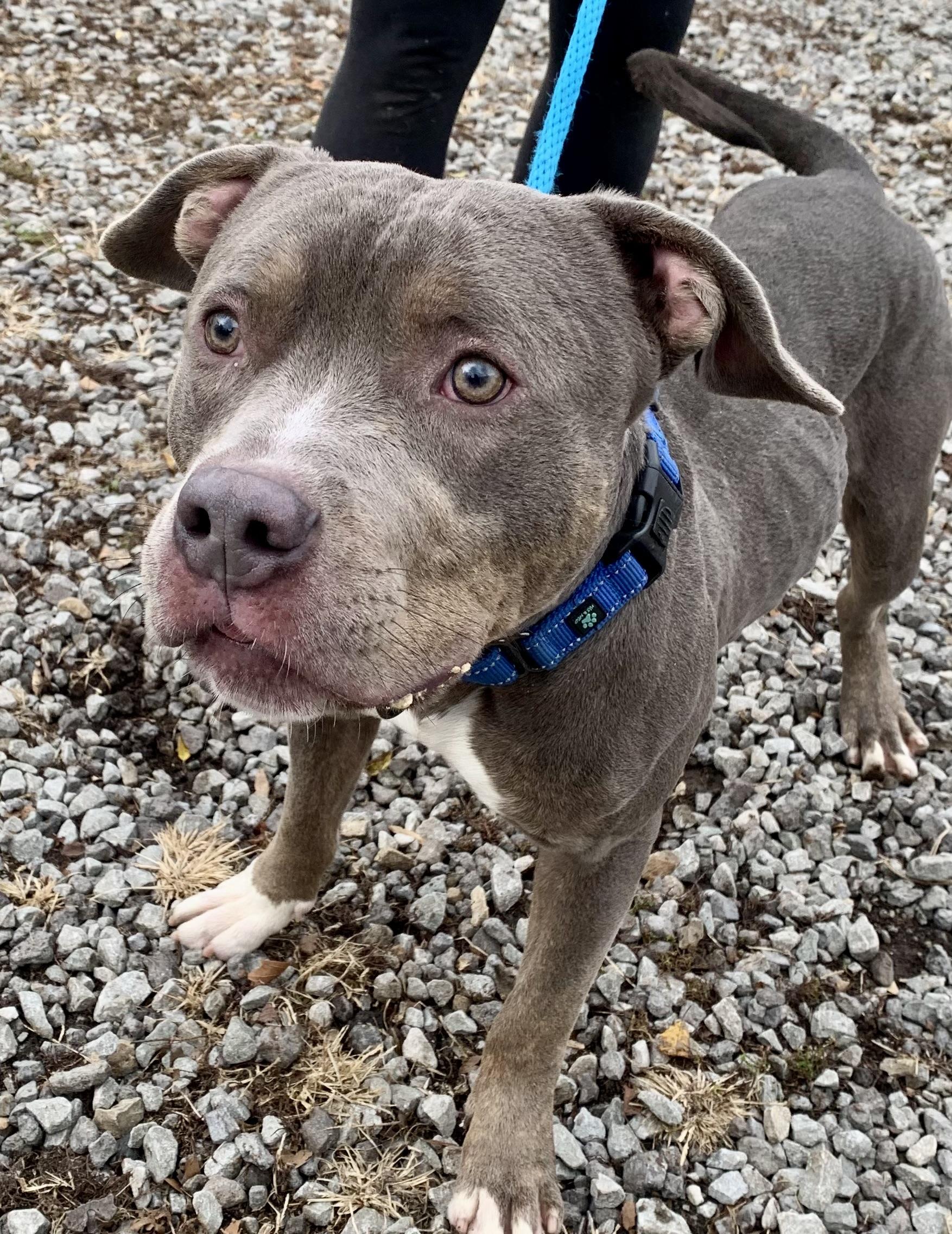 Enlarge Felix, a Adoptable Pit Bull Terrier in McKeesport, PA image 5/6