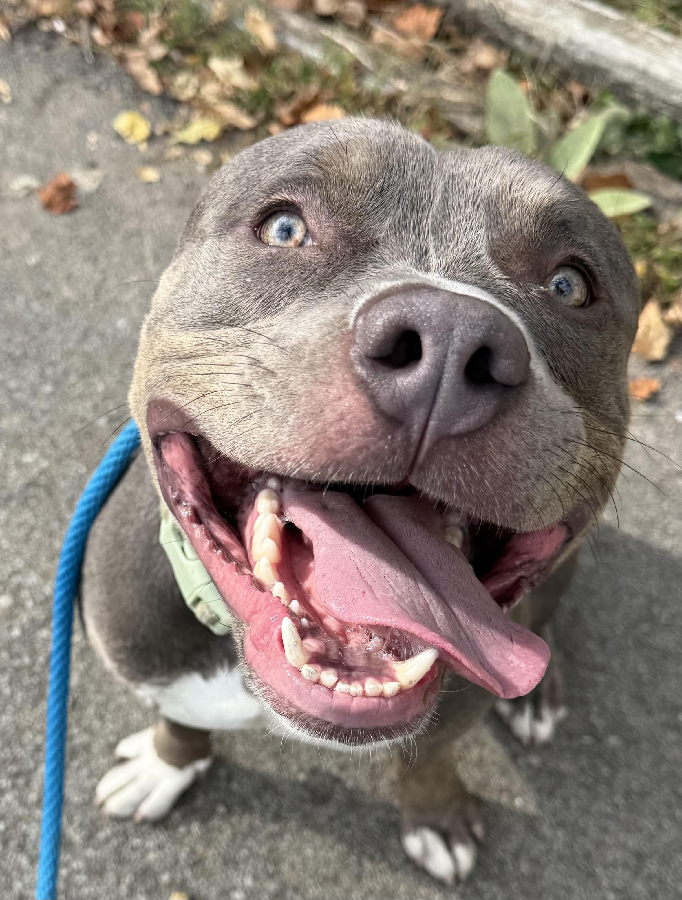 Enlarge Felix, a Adoptable Pit Bull Terrier in McKeesport, PA image 6/6