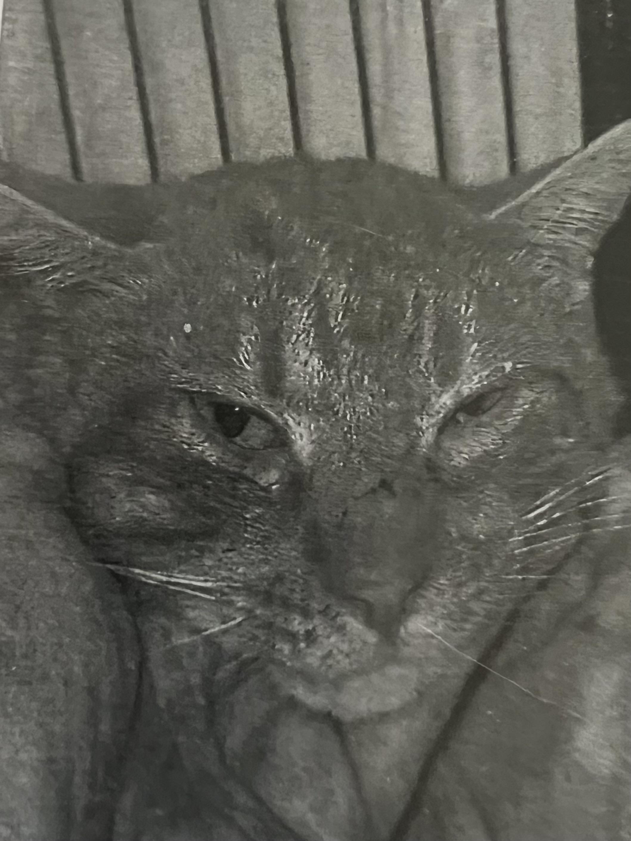 Oliver, adopted, Adult Male Domestic Short Hair.